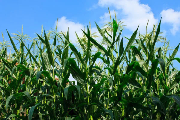 stock image Corn field and blue sky