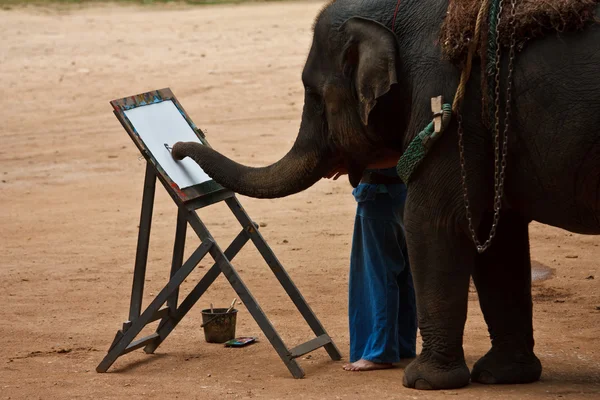 Daily elephant show — Stock Photo, Image