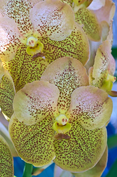 Тропическая орхидея — стоковое фото