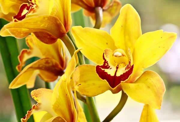 Cymbidium Orkide melez