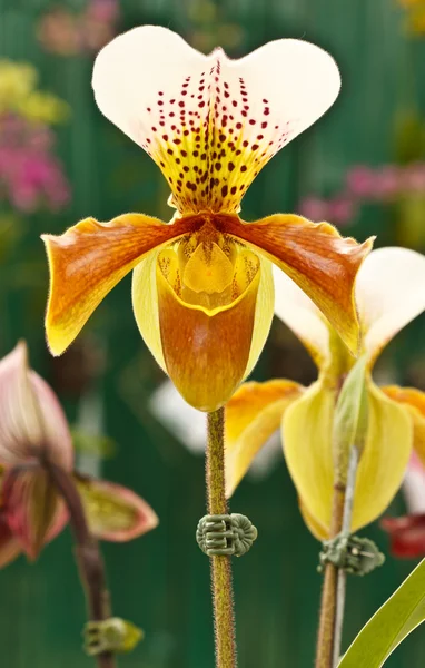 Orquídea de Paphiopedilum gratrixianum — Fotografia de Stock