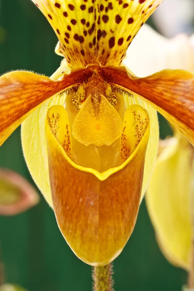 Paphiopedilum gratrixianum orchid — Stock Photo, Image