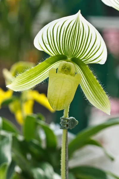 Orquídea de Paphiopedilum Maudiae — Fotografia de Stock