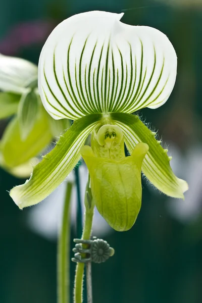 Paphiopedilum Maudiae orchid — Stock Photo, Image