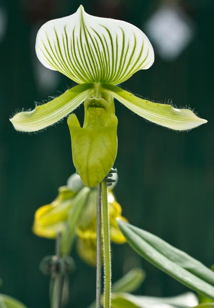 Paphiopedilum Maudiae orchid — Stock Photo, Image