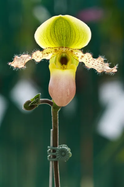 Paphiopedilum Avolon Mist "Pinky" x Pineapple Thaipapili orchid — Stock Photo, Image
