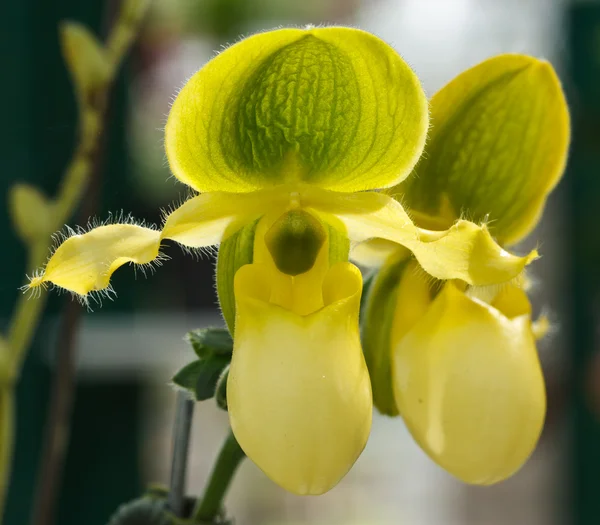 Paphiopedilum primulinum var. flavum orchid — Stock Photo, Image