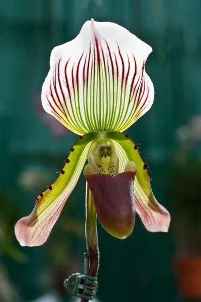 Ladys slipper orchid — Stock Photo, Image