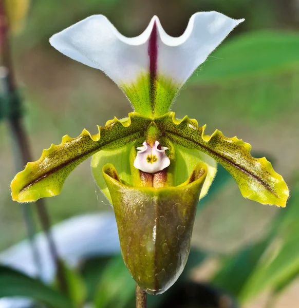 Paphiopedilum spicerianum orchid — Stock Photo, Image