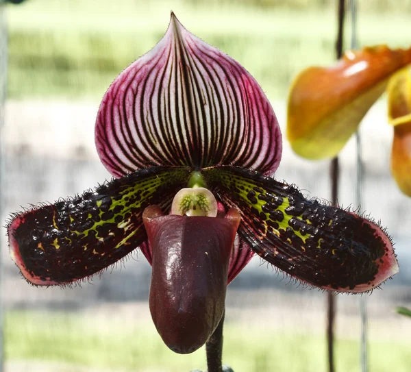 Paphiopedilum sukhold orchid — Stock Photo, Image