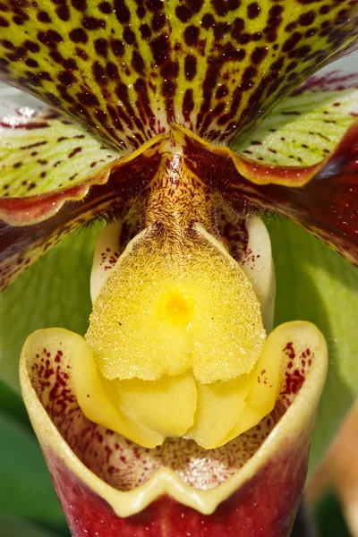Center of lady's slipper orchid — Stock Photo, Image