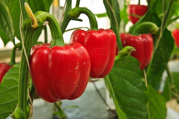 Técnica de plantación sin suelo — Foto de Stock