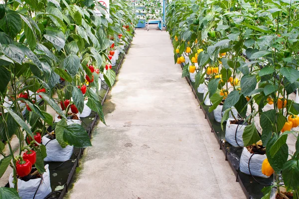 stock image Soilless plantation technique