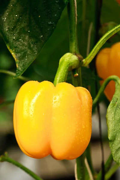 Yellow big chilli — Stock Photo, Image