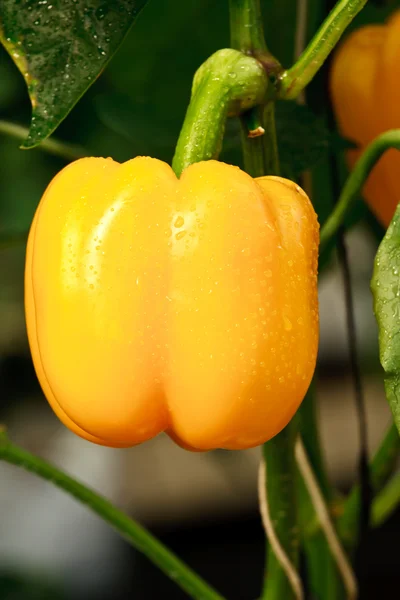 Żółty duże chili — Zdjęcie stockowe