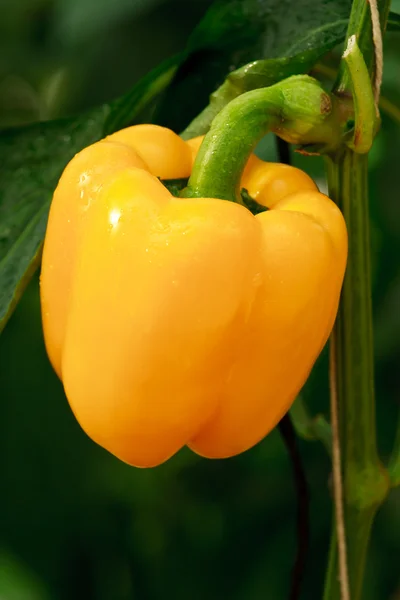 Yellow big chilli — Stock Photo, Image