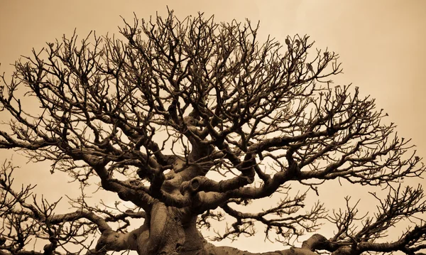 Шаблон дерева — стоковое фото