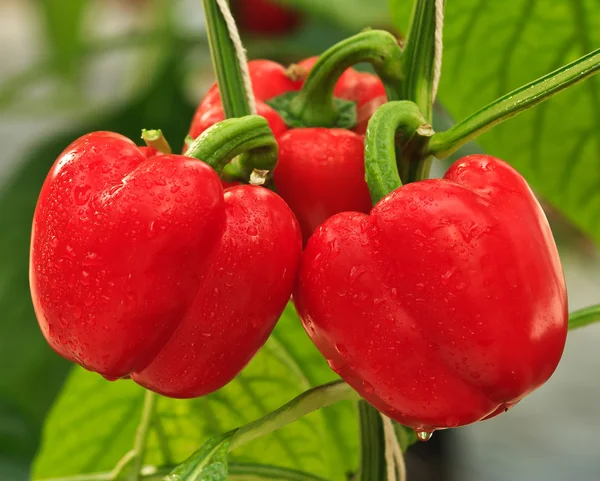 Rød, søt chili – stockfoto