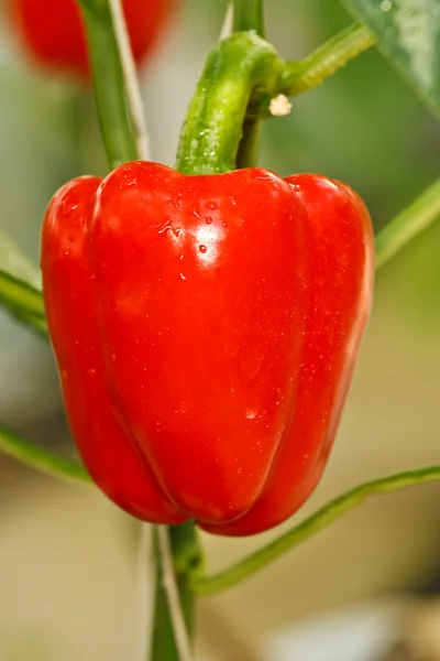 Rød, søt chili – stockfoto