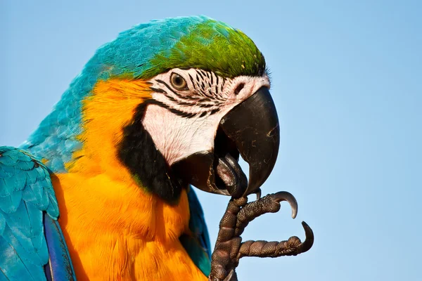 Amerika papağanı kuş — Stok fotoğraf