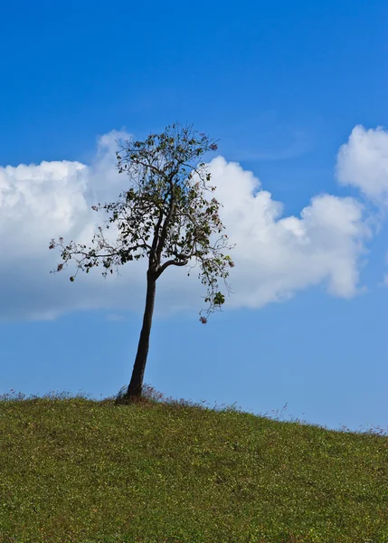 Çim hill ve mavi gökyüzü ağacı — Stok fotoğraf