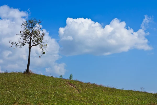 Árvore na colina de grama e céu azul — Fotografia de Stock