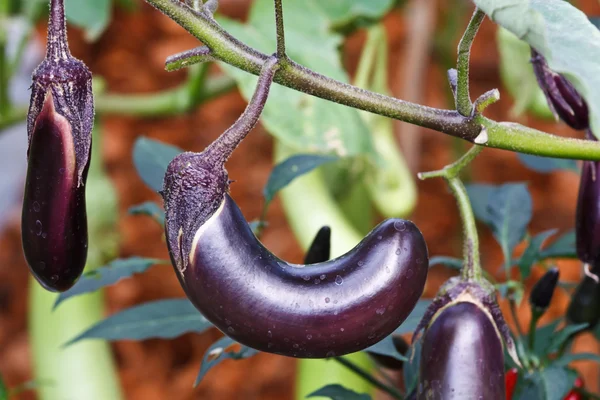 Violet eggplant — Stock Photo, Image