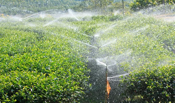 Watering in tea garden — Stock Photo, Image