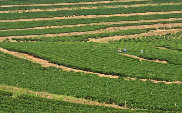Herbata plantation w od Tajlandia — Zdjęcie stockowe