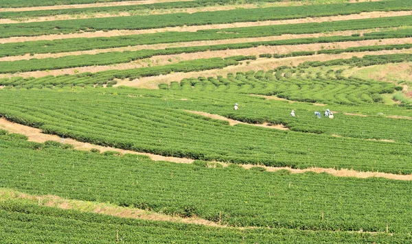 Herbata plantation w od Tajlandia — Zdjęcie stockowe