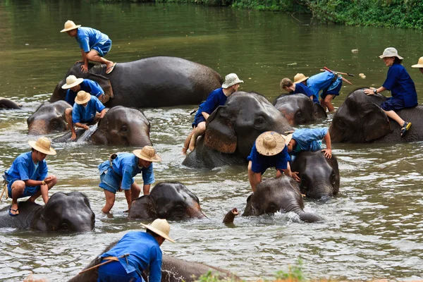 Daily elephants bath — Stock Photo, Image