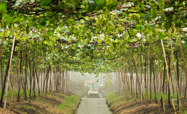 Landwirt gießt Trauben im Garten — Stockfoto