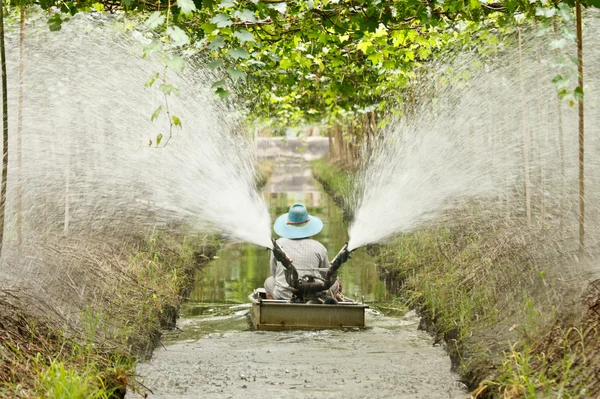 정원에서 포도 급수 하는 농업 — 스톡 사진