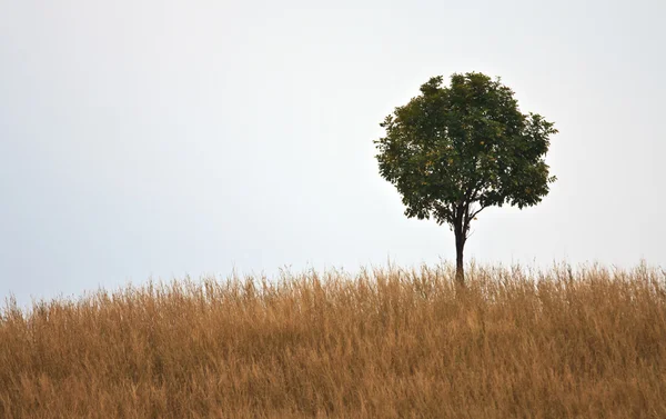 Jedno drzewo w trawa wzgórze — Zdjęcie stockowe