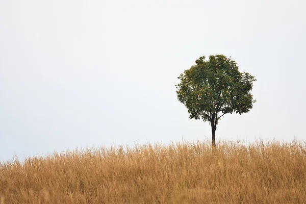 Одно дерево на травяном холме — стоковое фото
