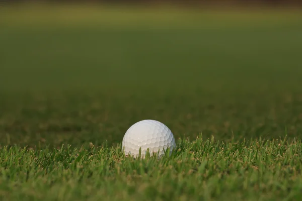 Pallina da golf su erba verde — Foto Stock