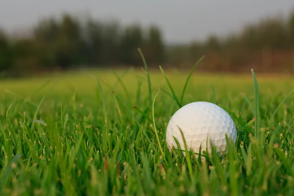 Golflabda a zöld füvön — Stock Fotó