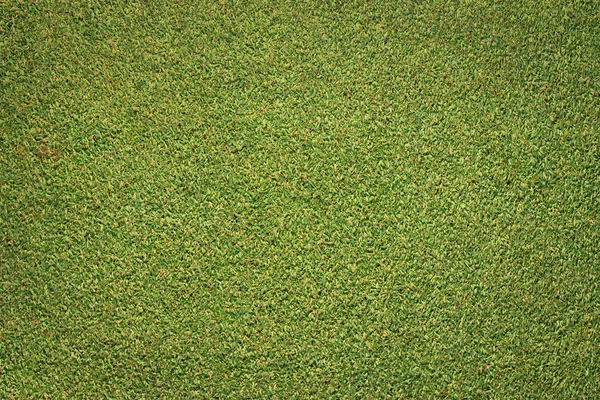 Texture de l'herbe verte — Photo