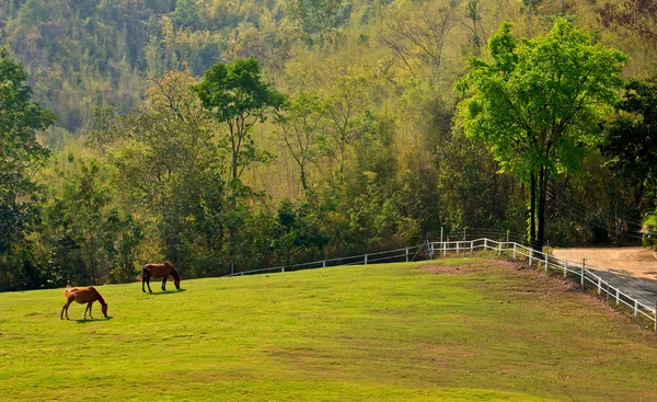 Horse eating grass on farm hill — Stock Photo, Image