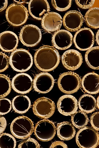 Circle of bamboo — Stock Photo, Image