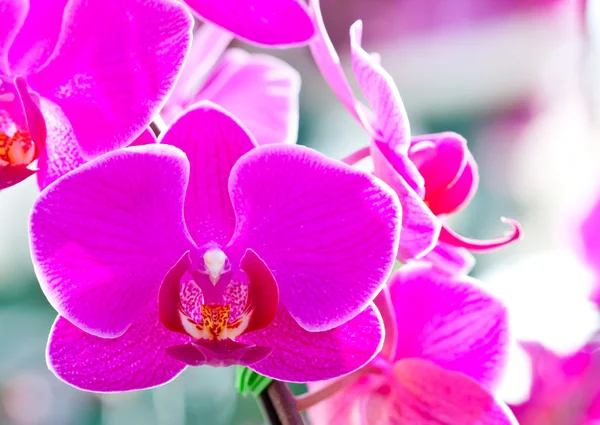 stock image Phalaenopsis orchid