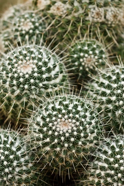 Strzał zbliżenie kaktus — Zdjęcie stockowe