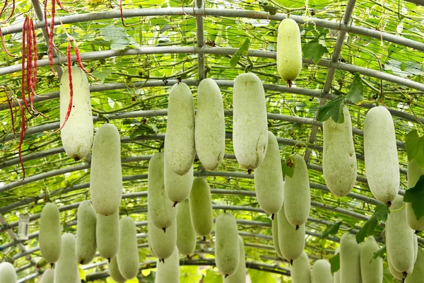 Cucurbita pepo na fazenda — Fotografia de Stock