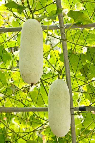 Cucurbita pepo in farm — Stock Photo, Image