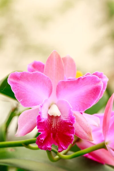 Orquídea tropical, Cattleya . — Fotografia de Stock
