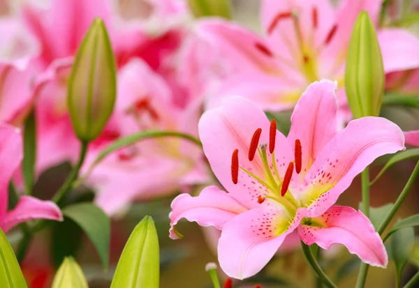 stock image Lilly taken in natural light