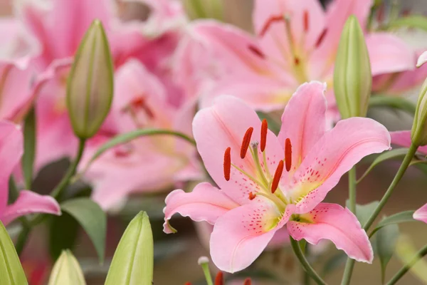 stock image Lilly taken in natural light