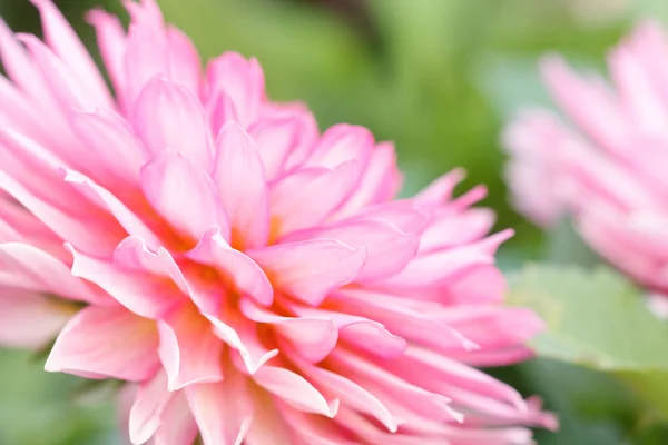 stock image Petals of tropical flower