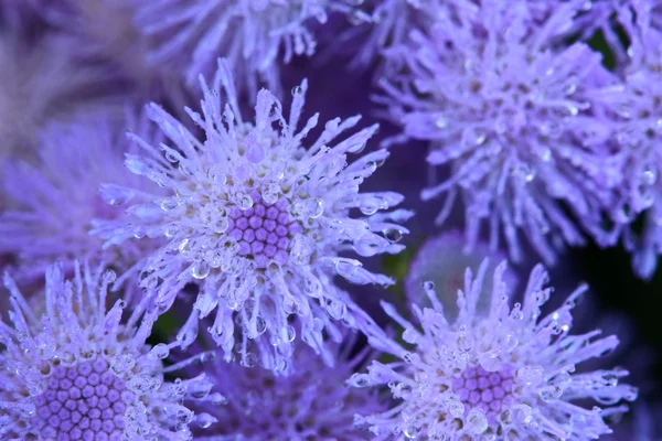 stock image Drops of water on tropical flower