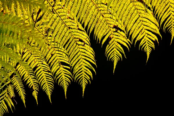 Light behind tropical leaves — Stock Photo, Image